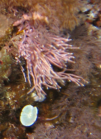 Astroides calycularis